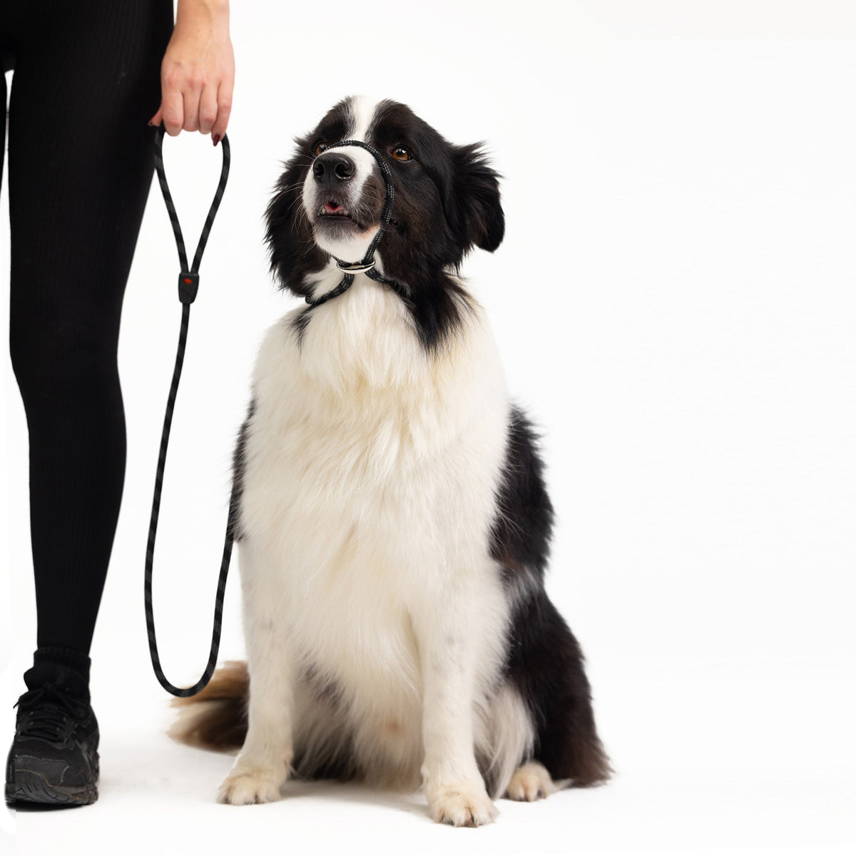 EzyDog Luca Slip Lead Collar & Leash Combo