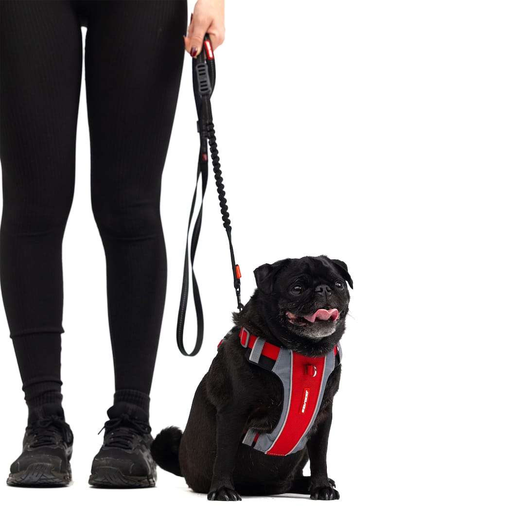 EzyDog Zero Shock Lite Shock-Absorbing Dog Leash for Small Breeds – Black, 6 ft