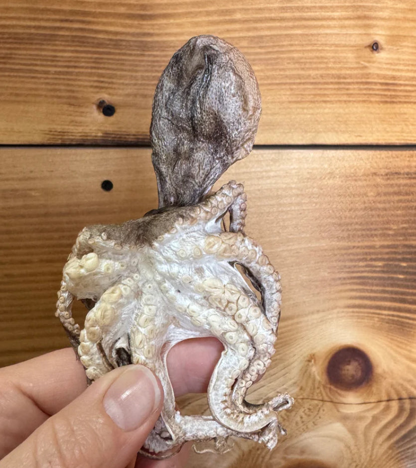 Grand Valley Freeze Dried Octopus 25g