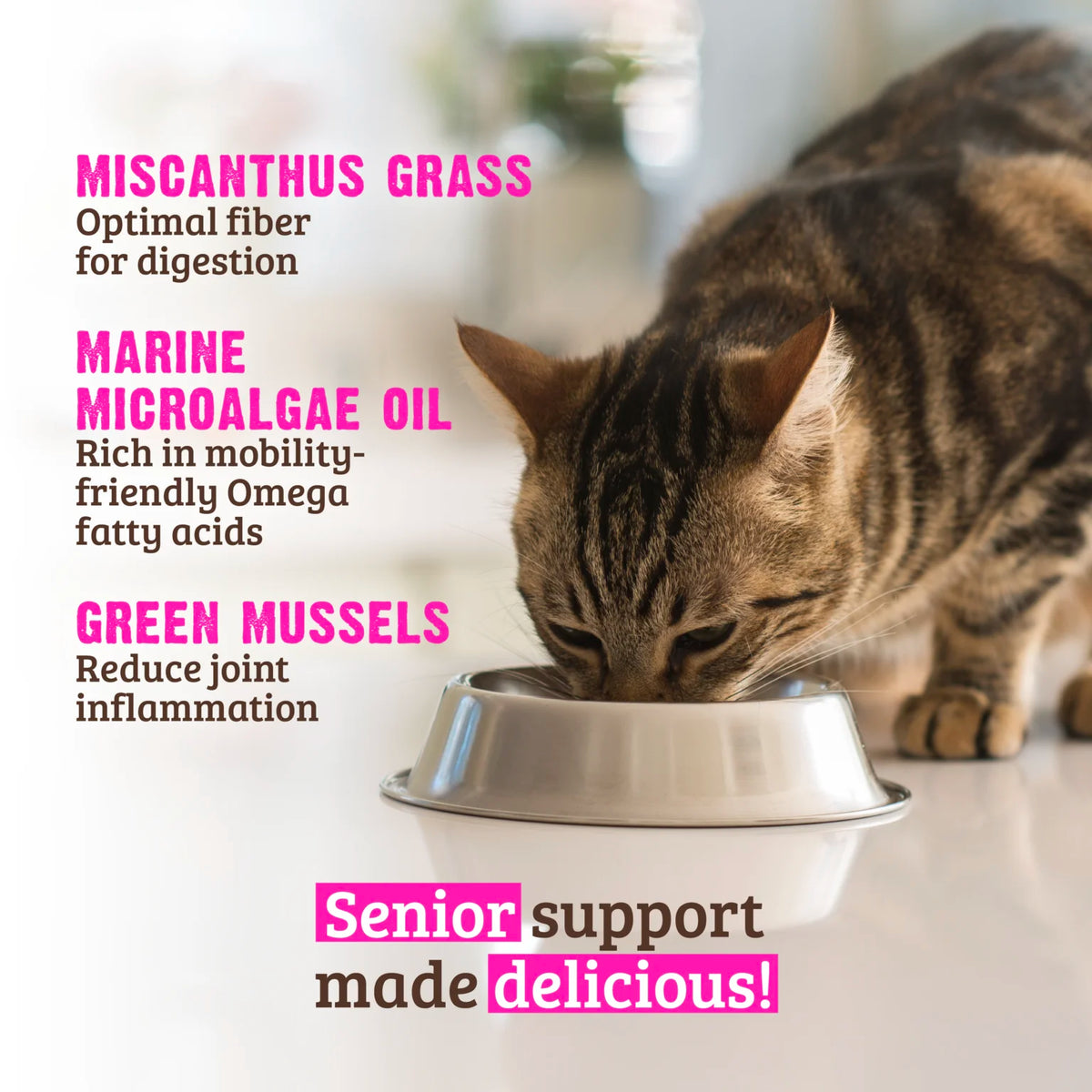 RAWZ Senior Chicken, New Zealand Green Mussels & Pumpkin Wet Cat Food – lifestyle