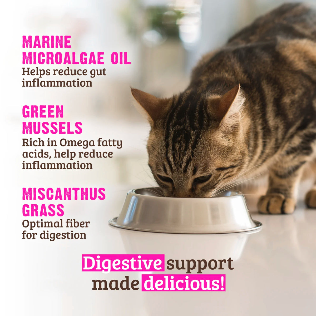 RAWZ Digestive Support Rabbit & Green Mussels Wet Cat Food – lifestyle