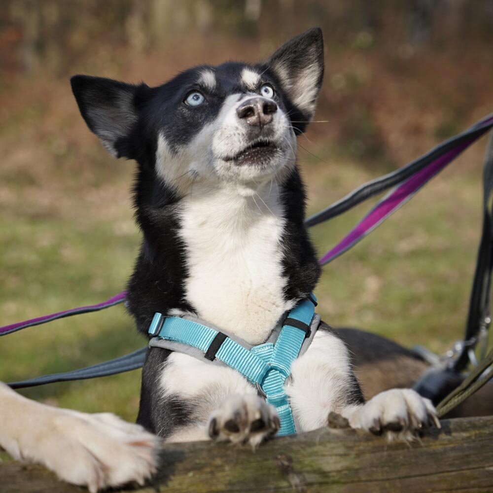 Annyx FUN Padded Adjustable Dog Harness – Grey / Ice Blue