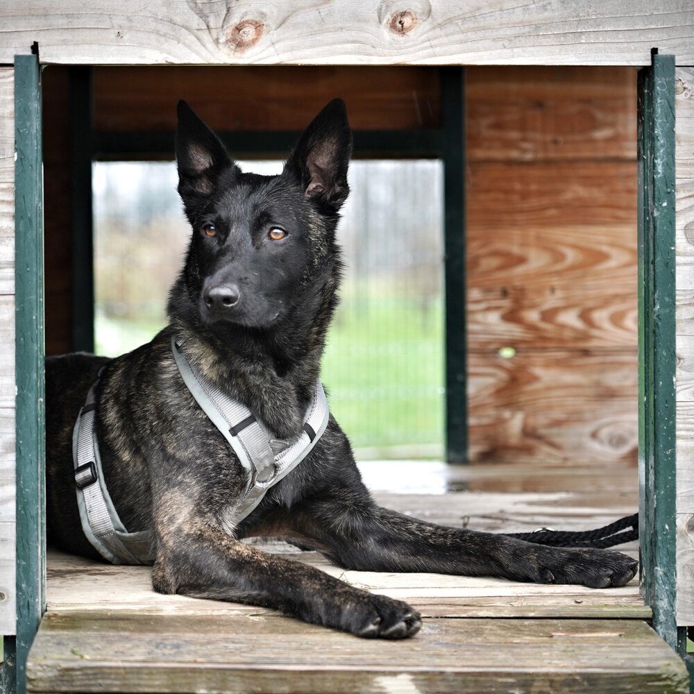 Annyx FUN Padded Adjustable Dog Harness – Grey / Silver