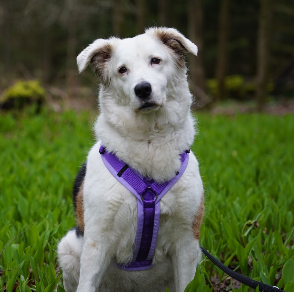 Annyx FUN Padded Adjustable Dog Harness – Lavender