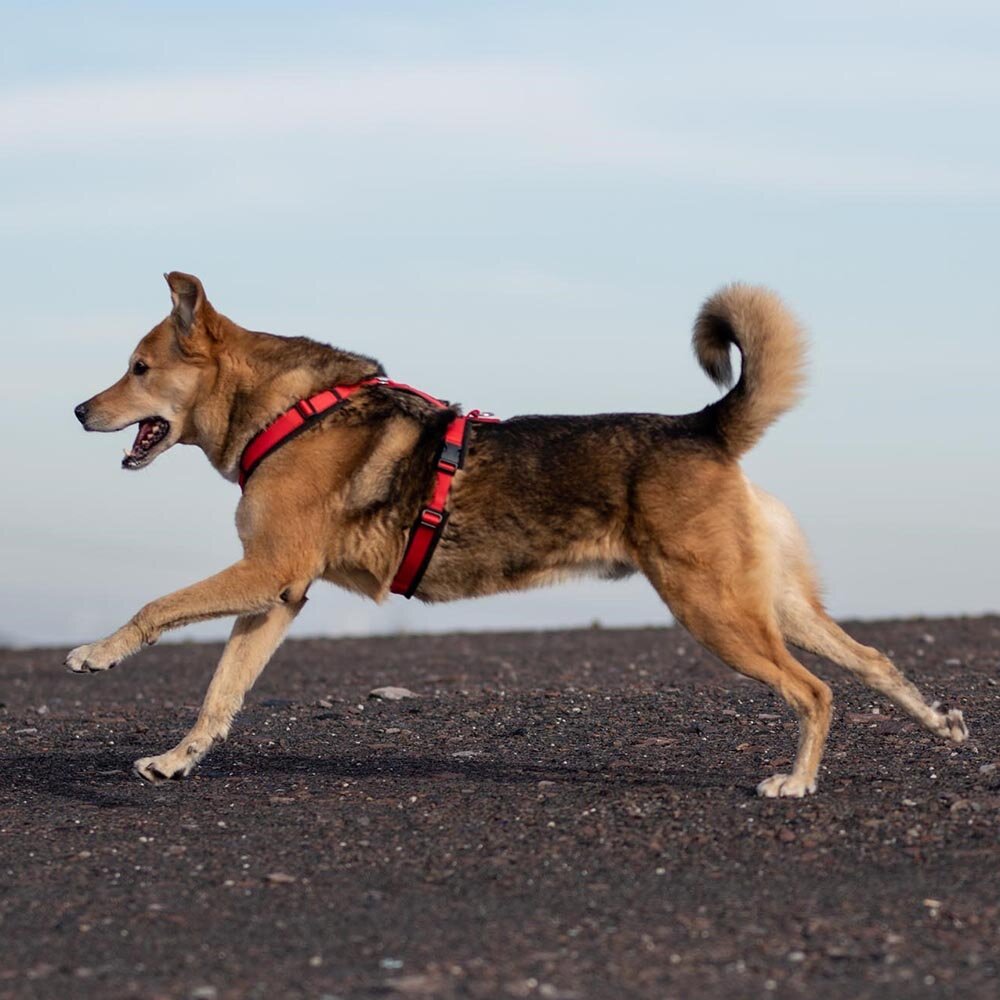 Annyx FUN Padded Adjustable Dog Harness – Black / Red