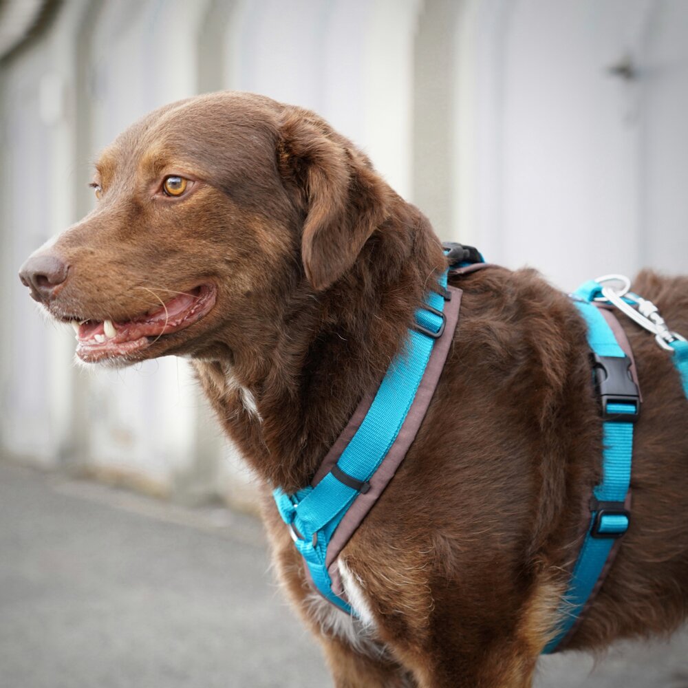 Annyx OPEN FUN Padded Dog Harness – Brown / Petrol