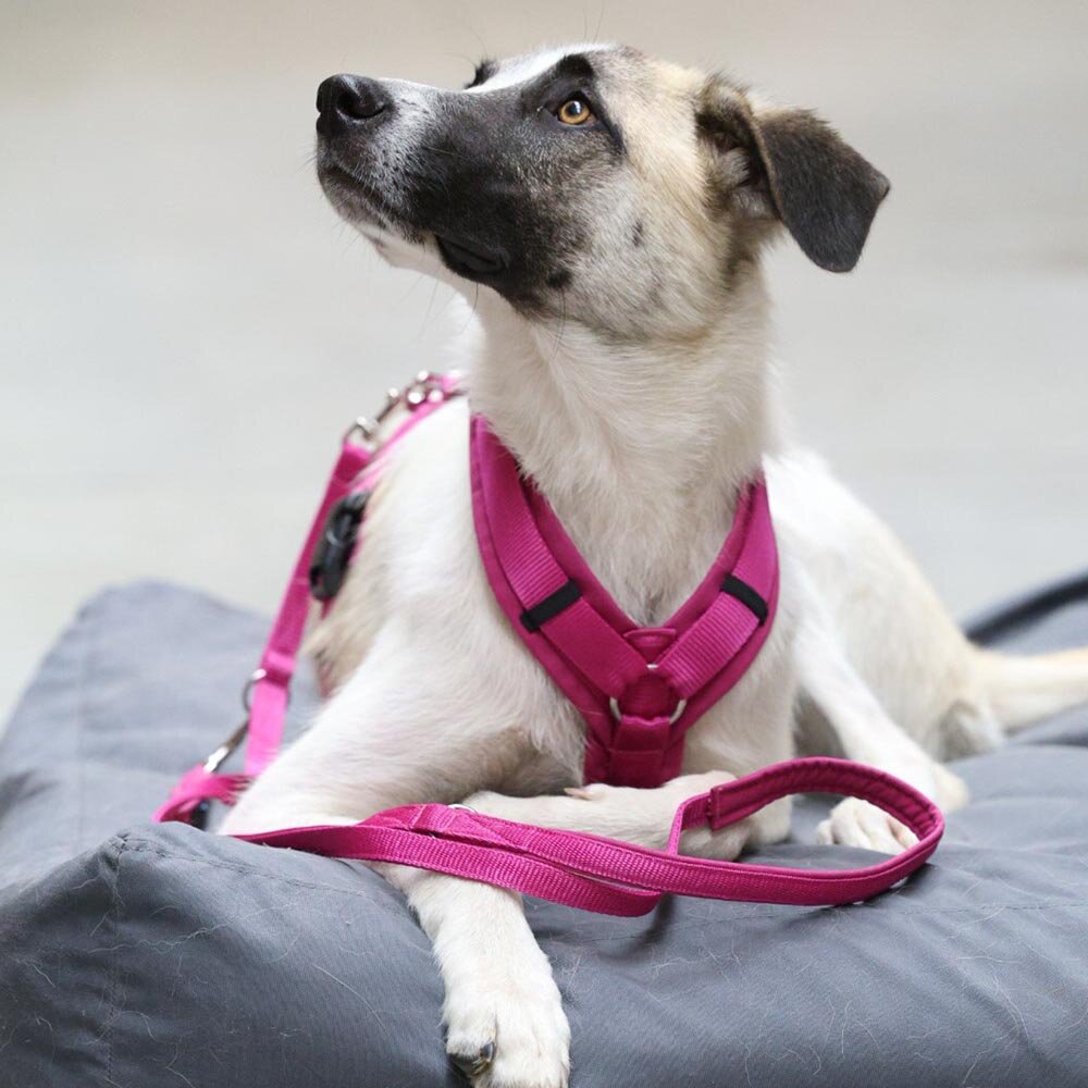 Annyx OPEN FUN Padded Dog Harness – Echinacea