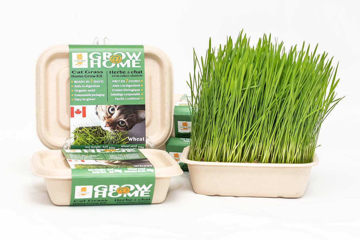 LUCKY KITTY Grow @ Home Cat WHEAT Grass