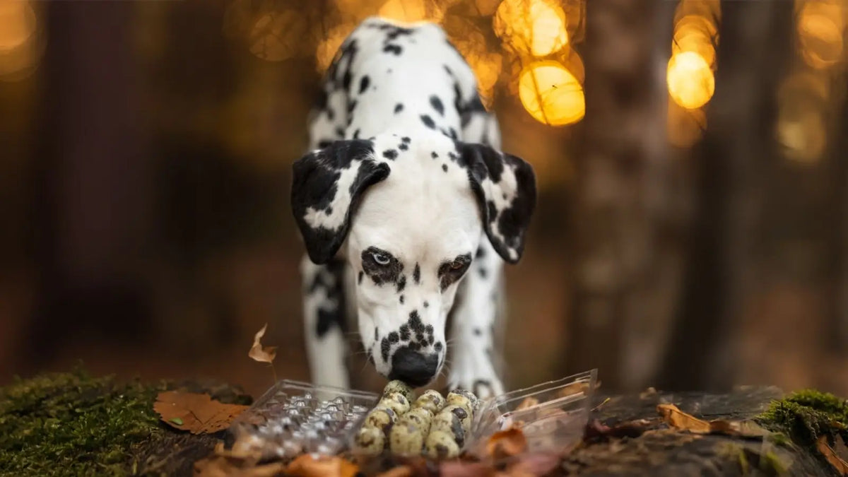 Dog enjoying Dog Bites freeze-dried quail eggs