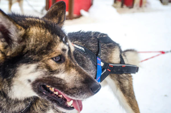 Non-stop dogwear Nansen Stick Harness – Pre-order