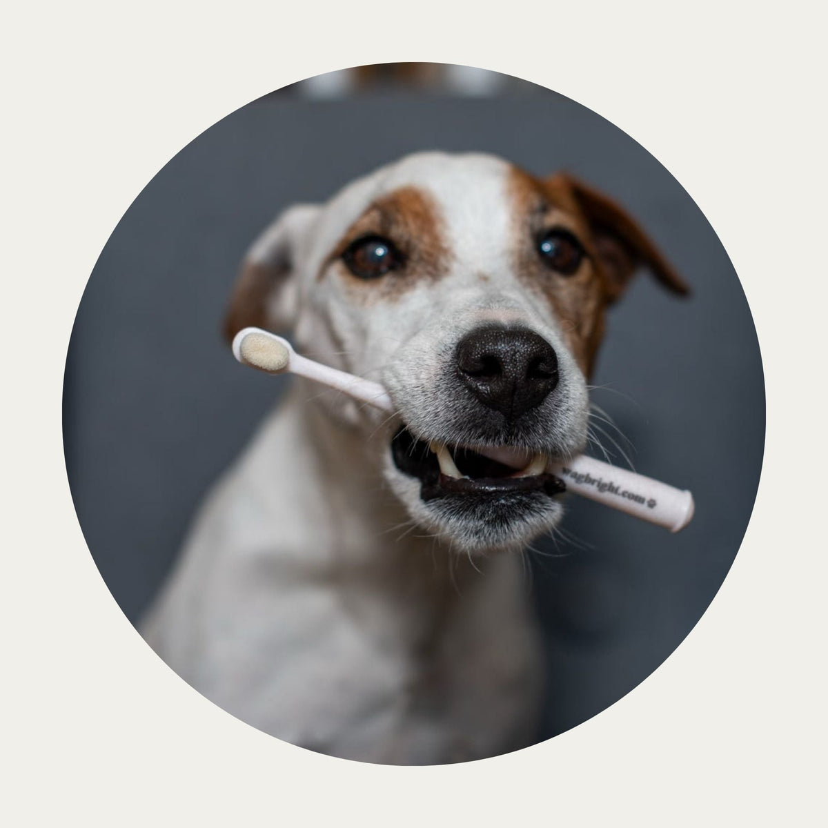Wag & Bright Puppy Polisher Medium toothbrush with dog