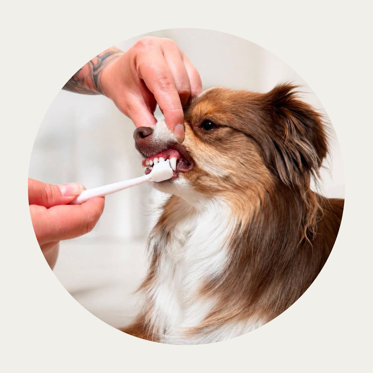 Wag & Bright Puppy Polisher Mini toothbrush with dog