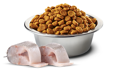 Farmina N&D White Sea Bass, Norwegian Kelp & Fennel Adult Mini Dry Dog Food – in bowl
