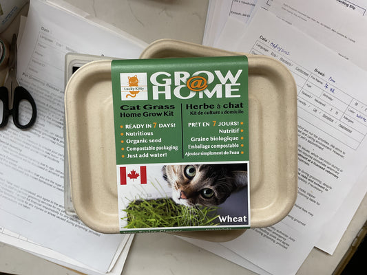 Grow at home cat grass