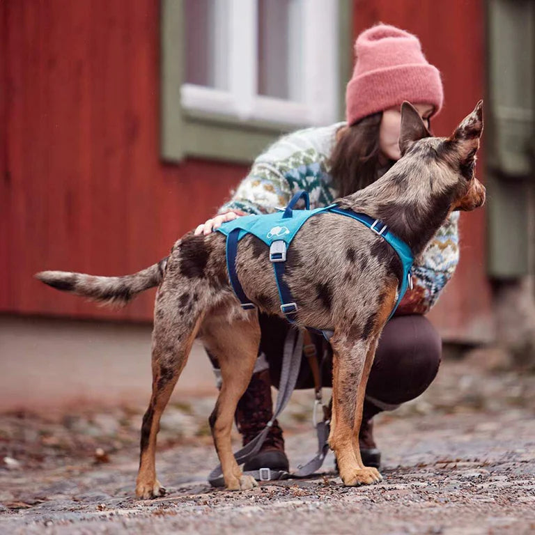 [Presale]Safeguard Harness ECO