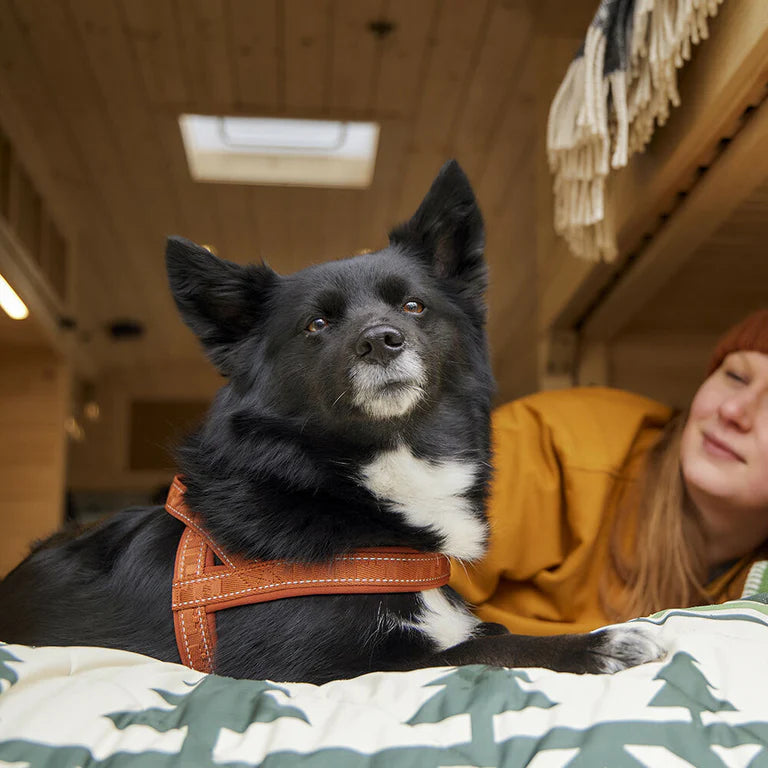 [Presale]Casual Harness ECO