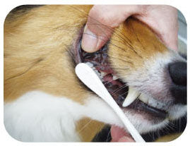 Mind Up KENKO CARE Toothbrush Large Head detail