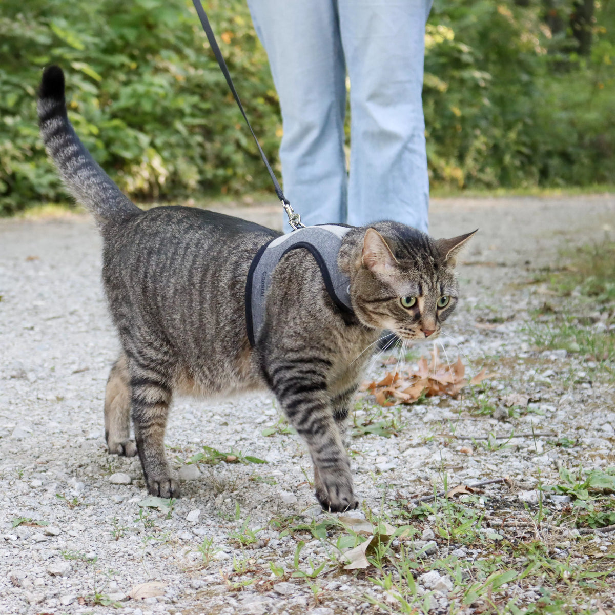 Cat wearing Coastal Adjustable Cat Wrap Harness outdoors