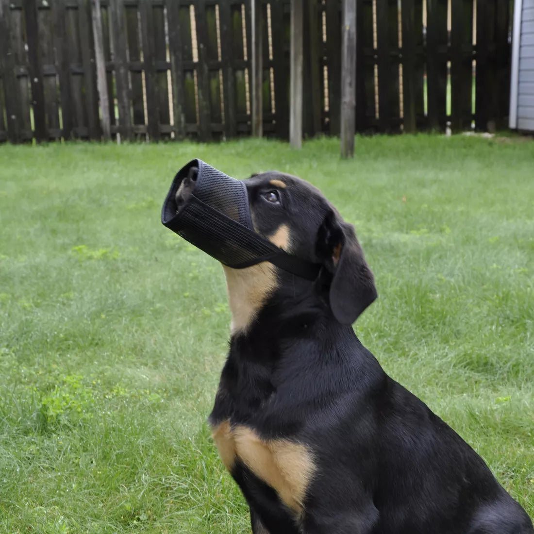Coastal Best Fit Mesh Dog Muzzle on a dog