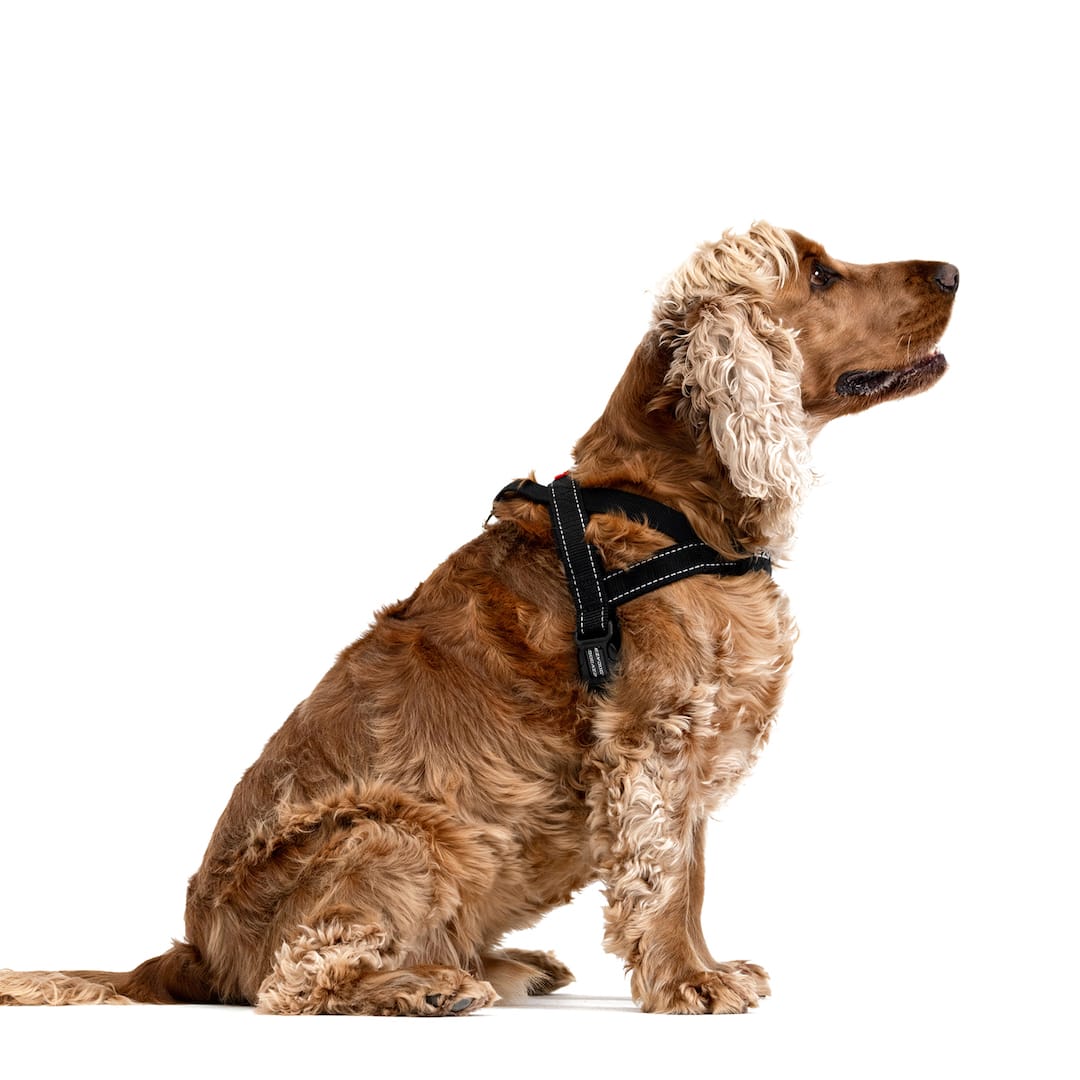 EzyDog Quick Fit Dog Harness – Black, Medium