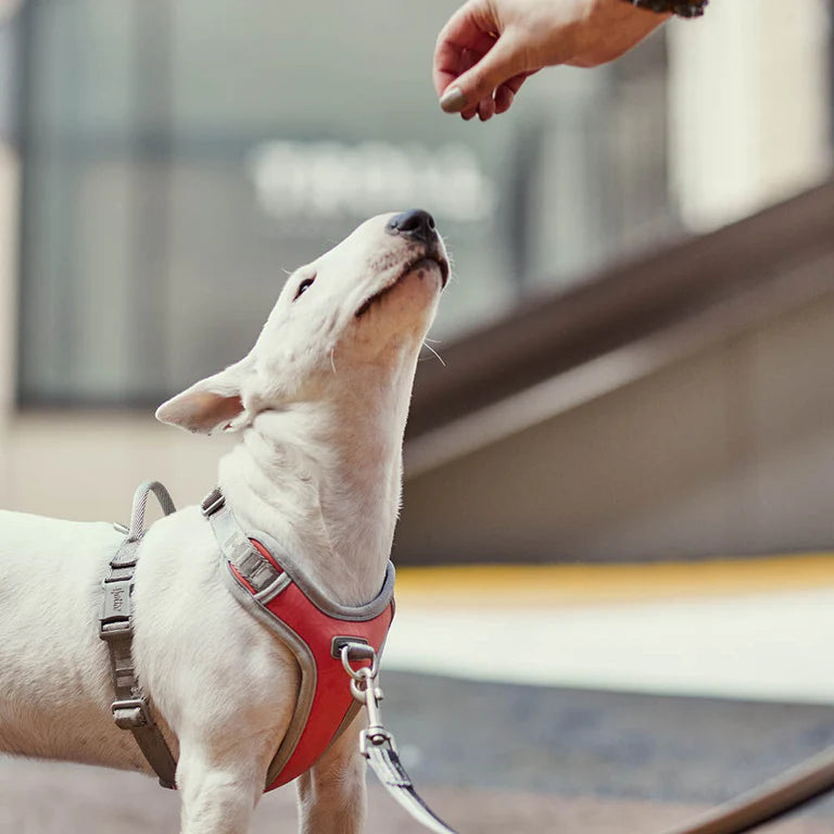 [Presale]Venture No-Pull Harness