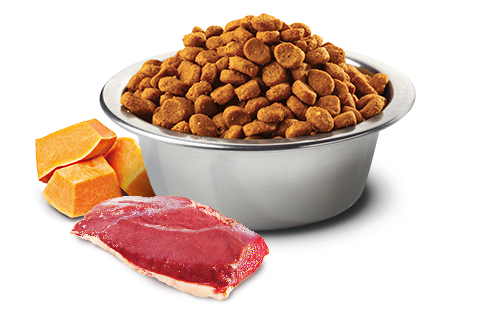 Farmina N&D Pumpkin Duck & Cantaloupe Adult Grain-Free Dry Cat Food – in bowl