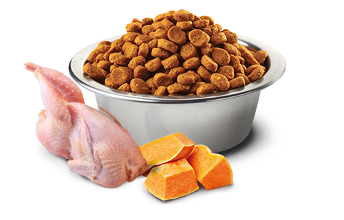 Farmina N&D Pumpkin Quail & Pomegranate Adult Grain-Free Dry Cat Food – in bowl