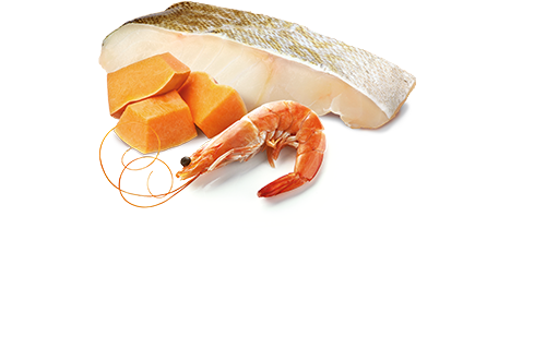 Farmina N&D Ocean Cod, Shrimp & Pumpkin Adult Grain-Free Wet Cat Food – food