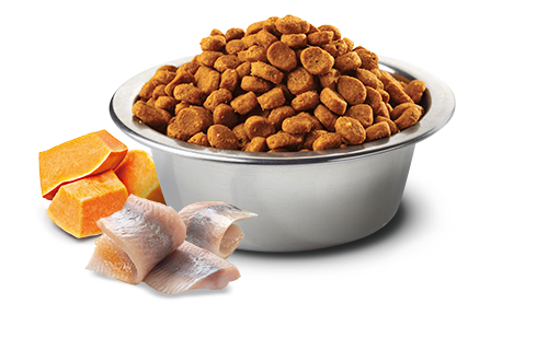 Farmina N&D Ocean Cod, Pumpkin & Orange Adult Mini Grain-Free Dry Dog Food – in bowl