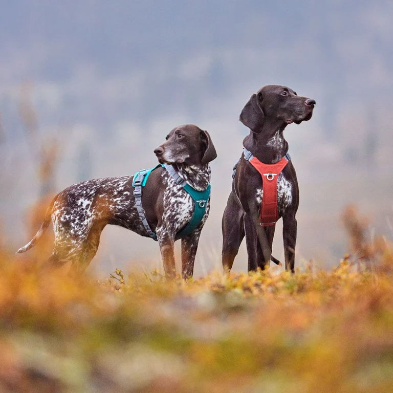 [Presale]Rover Harness