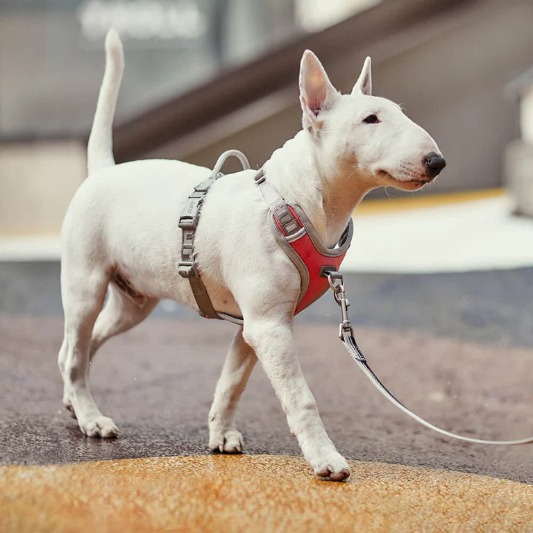 [Presale]Venture No-Pull Harness