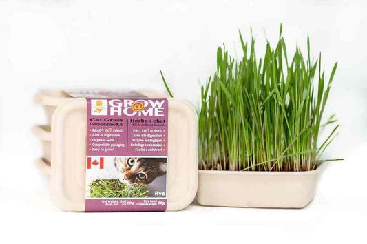 LUCKY KITTY Grow @ Home Cat RYE Grass