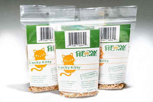 LUCKY KITTY Grow @ Home Seed Pack