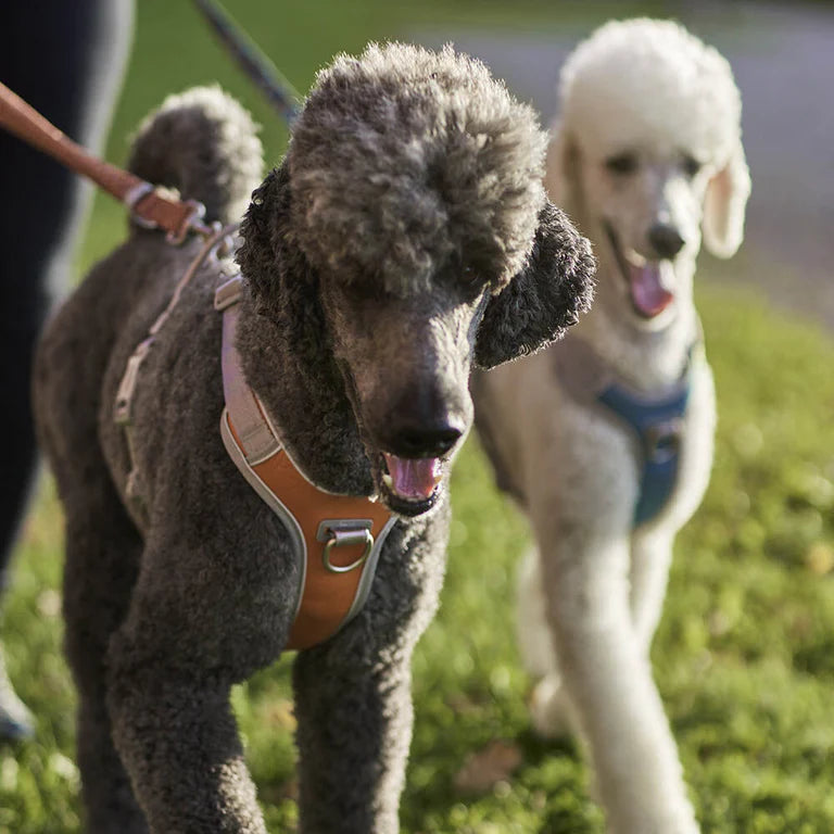 [Presale]Venture No-Pull Harness