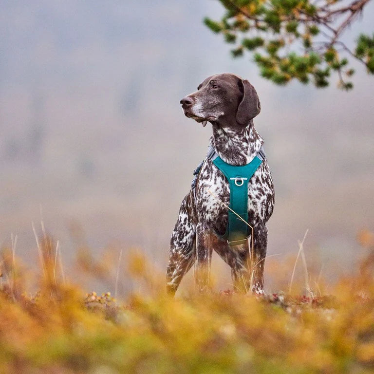 [Presale]Rover Harness