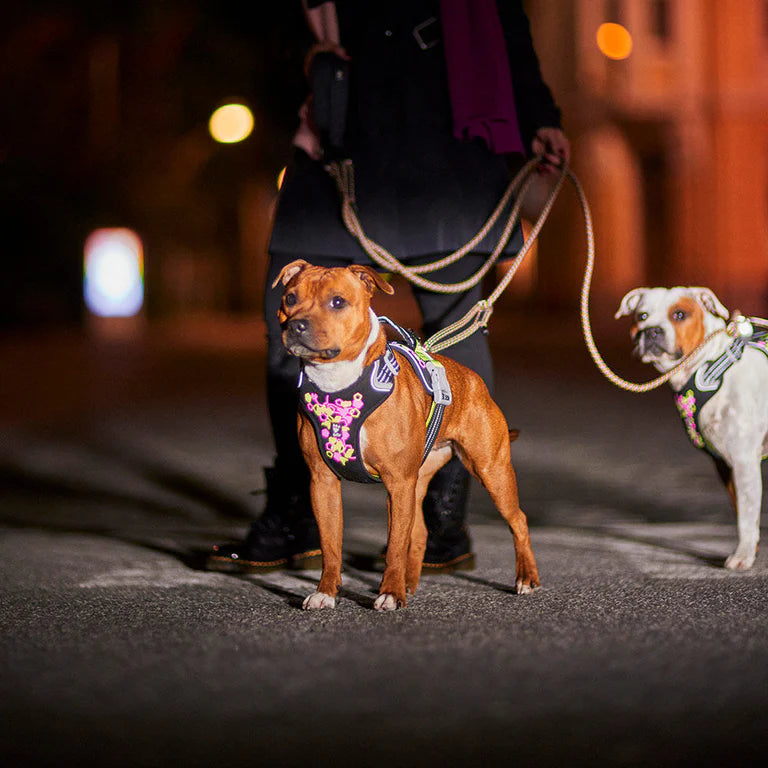 [Presale]Weekend Warrior Neon Harness II