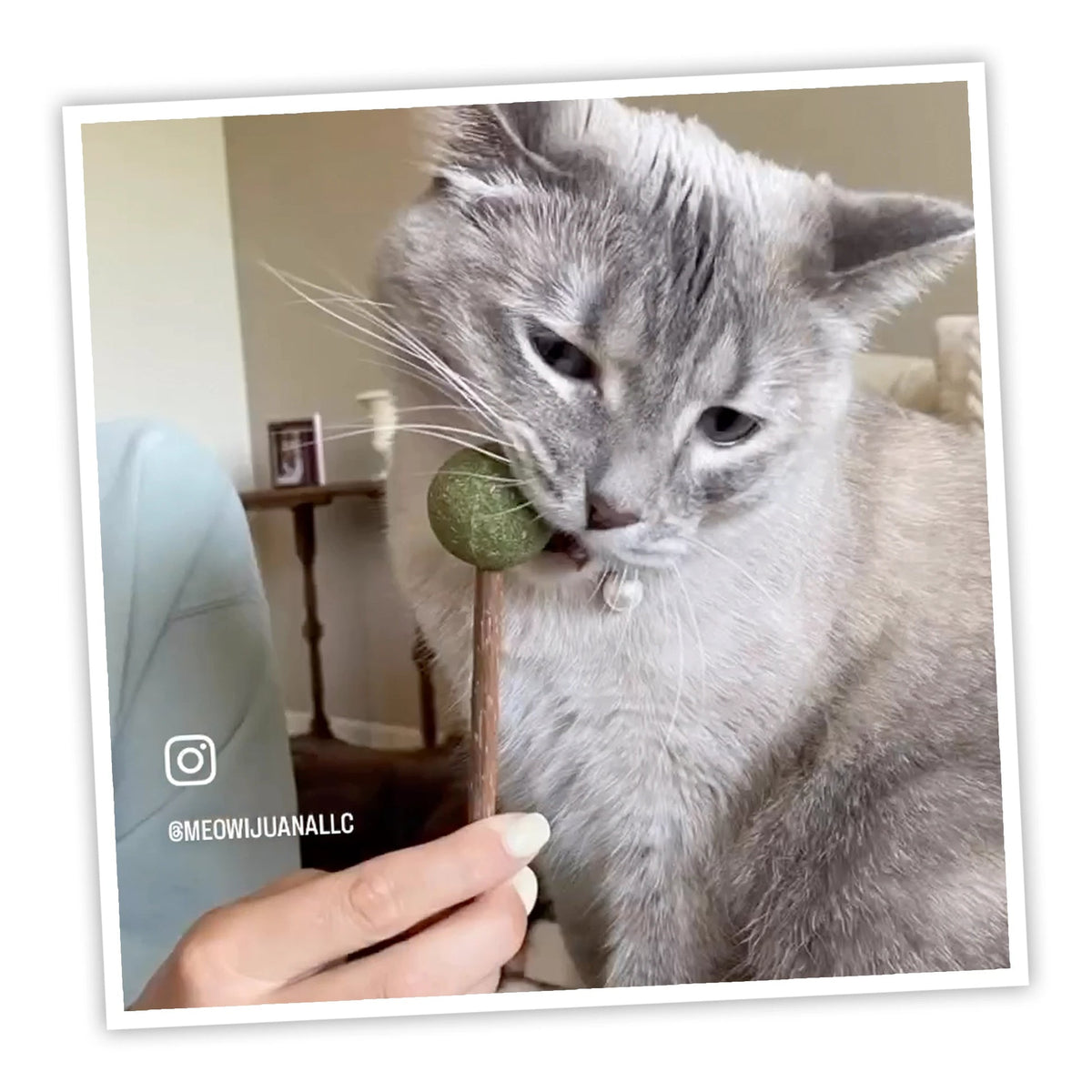 Meowijuana Lollies Silvervine Sticks with Catnip