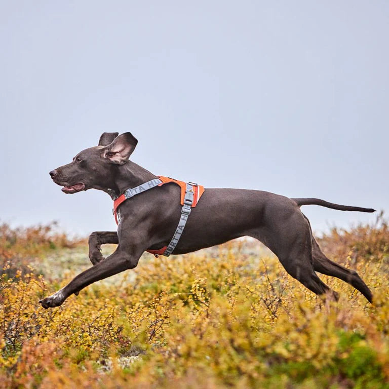 [Presale]Rover Harness