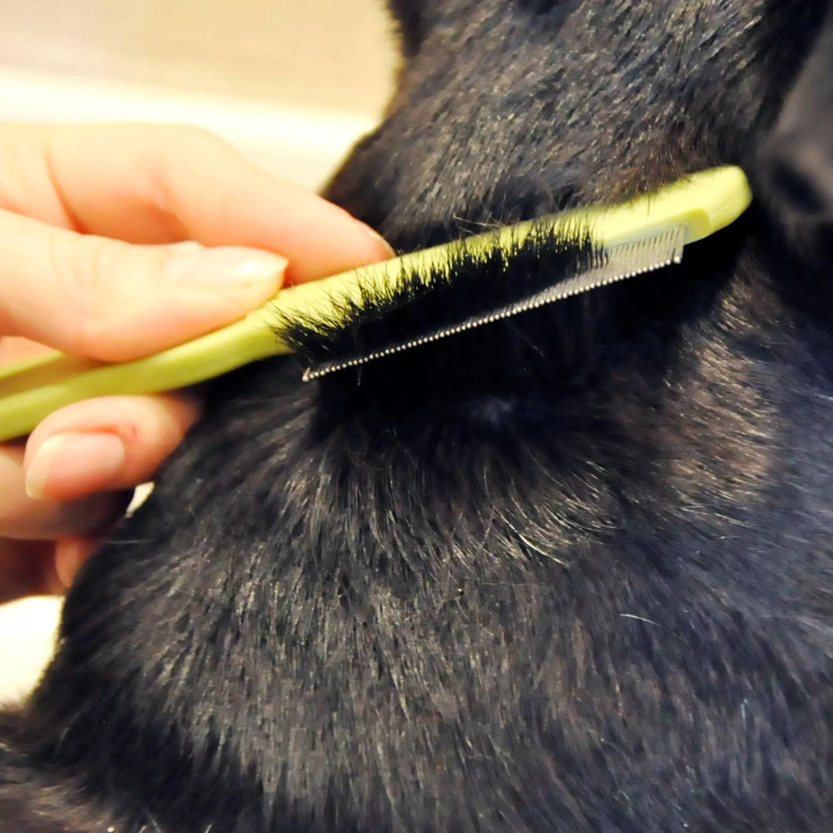 Safari Dog Flea Comb used on a short-coated dog