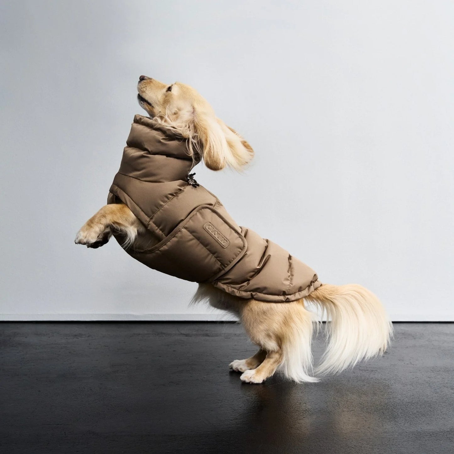 [Presale]Dachshund Coat Alaska Sandy Brown