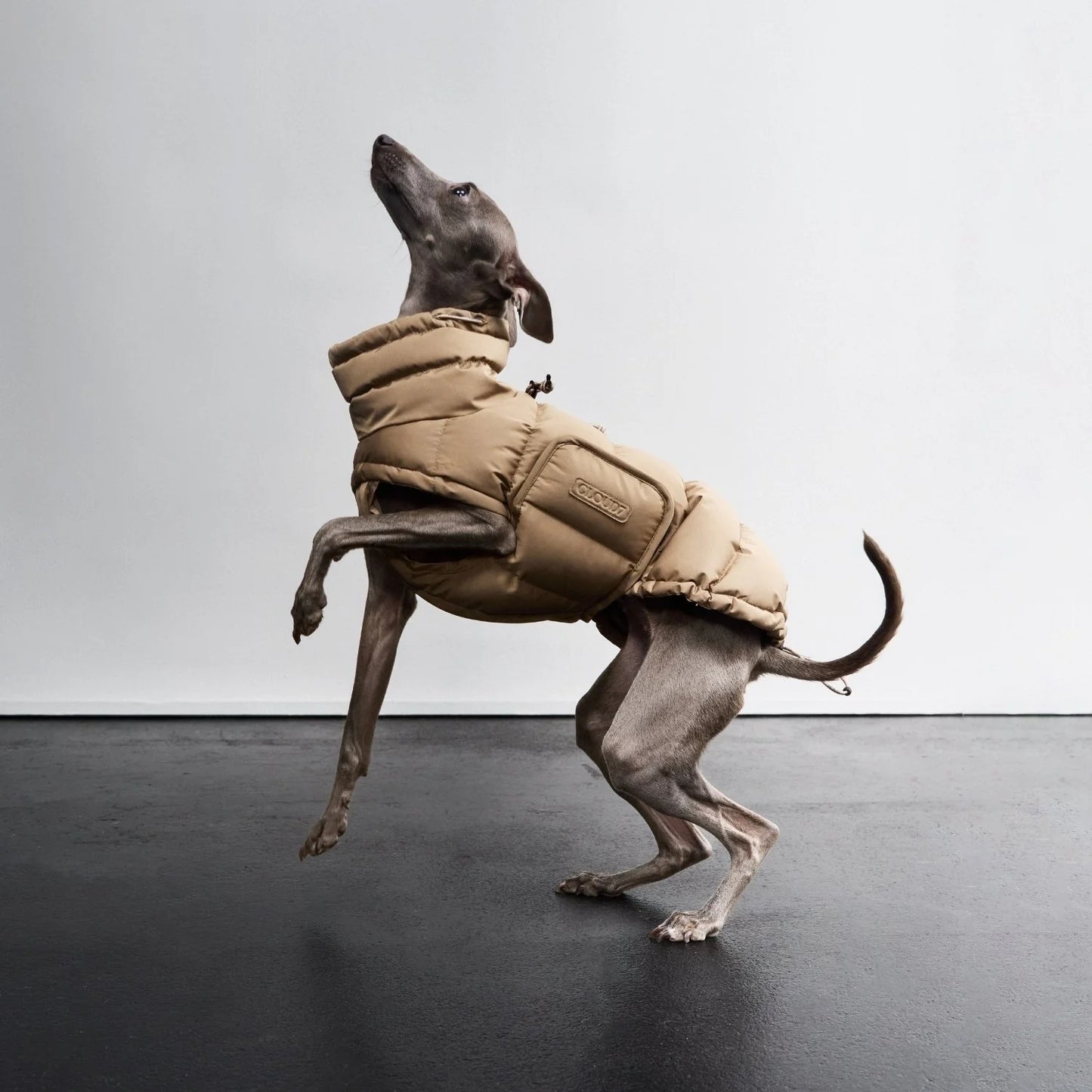 [Presale]Dog Coat Alaska Sandy Brown