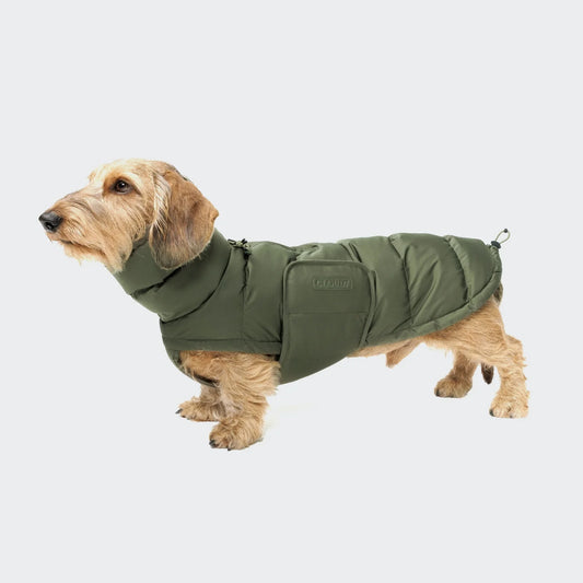 [Presale]Dachshund Coat Alaska Light Olive