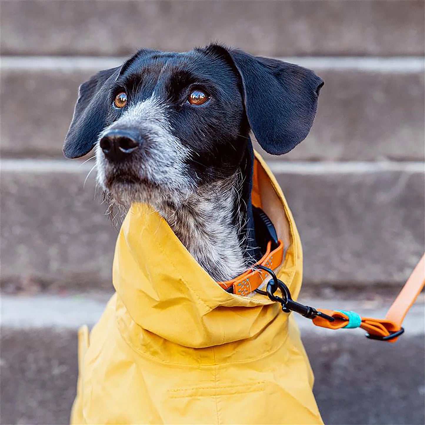 [Presale]Dog Raincoat Helgoland Yellow