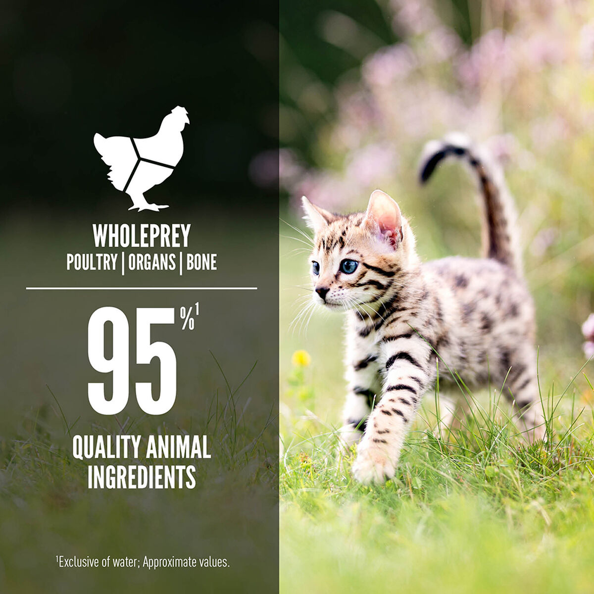 ORIJEN Chicken & Salmon Entrée for Kittens Wet Cat Food – official product image 2