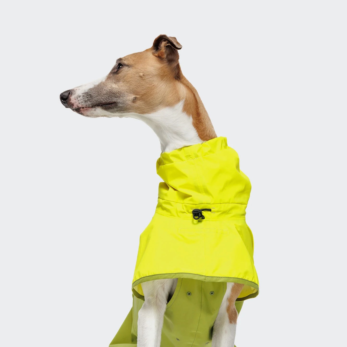 [Presale]Dog Raincoat AKTIV Neon GreenLight Olive