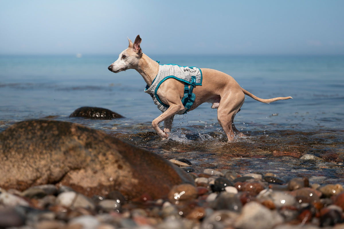 Non-stop dogwear Cooling Vest
