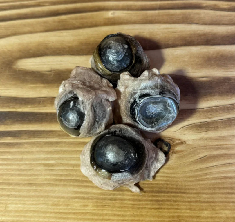 Grand Valley Freeze Dried Beef Eye Balls 20g