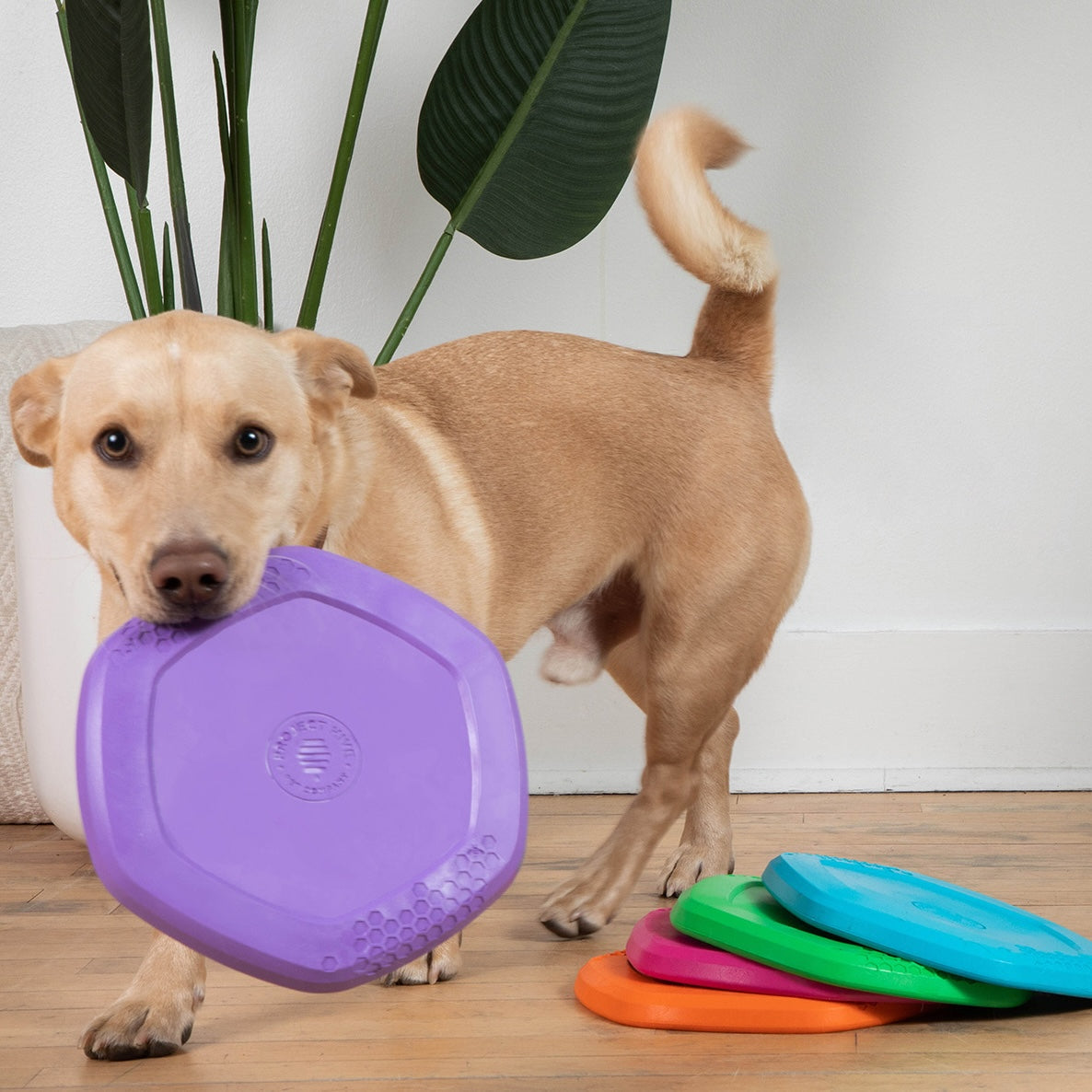 Project Hive Disc & Lick Mat Calming Lavender Scent