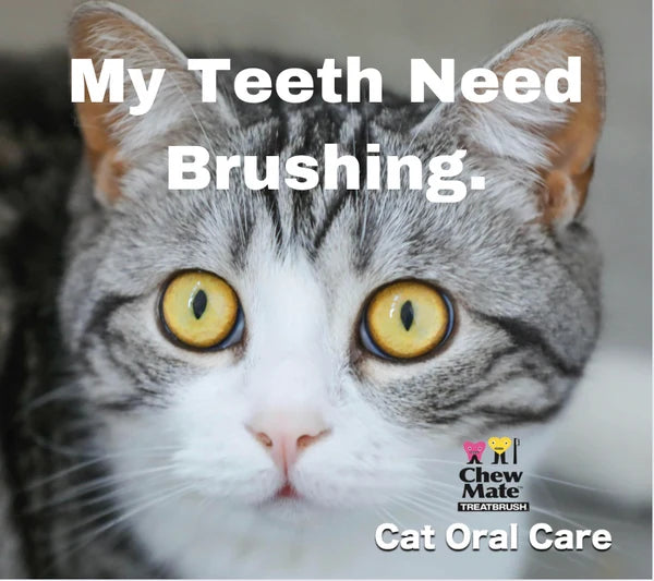 Chew Mate Cat Oral Care Floss & Treat Toothbrush Toy
