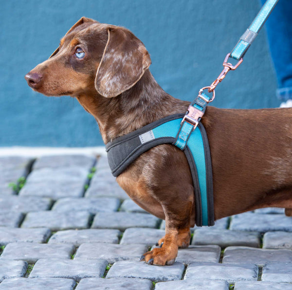Rogz Fast Fit Harness Small
